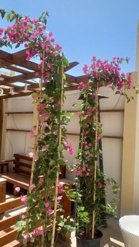 زراعة الحدائق