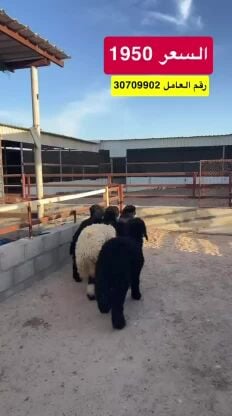 هرافا عرب فل الفل