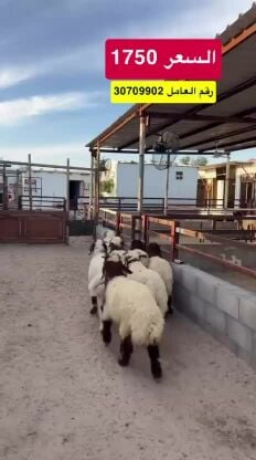 هرافا شرط فل الفل