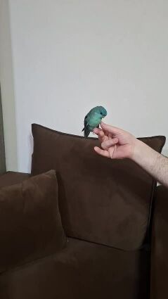 ببغاء الكاترينا 