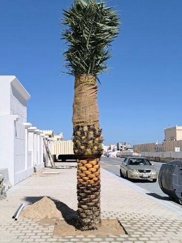 نقوم بزراعه النخل