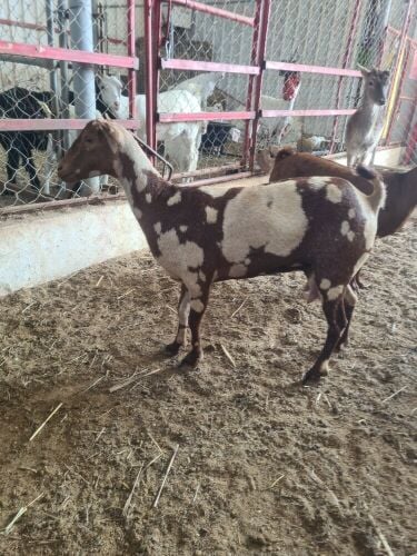 عمانيات جنوبيات أصايل دفيع