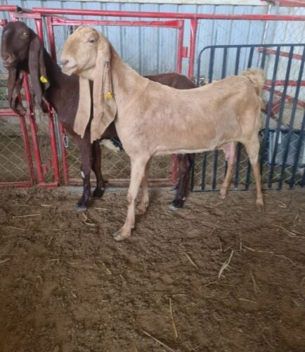 المعز حجازيات صنف دفيع ماشاءالله