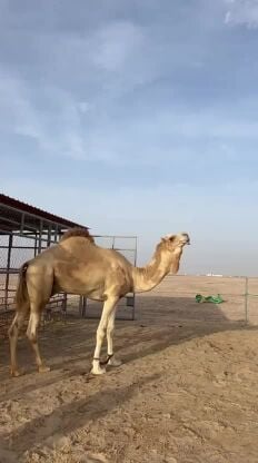 للبيع فحل 
