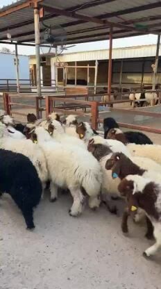 هرافا عرب وسوريات فل الفل