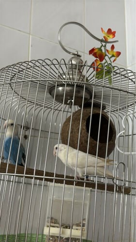love birds 