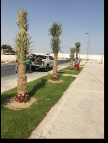 زراعه النخيل المثمر والزينه 