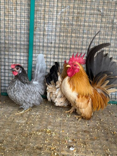 Japanese dwarf chicken
