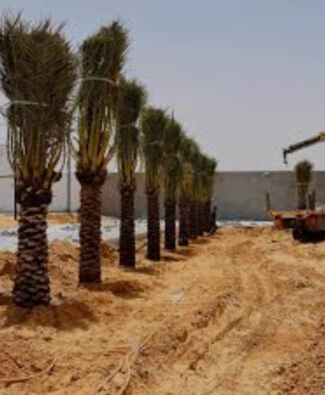 توريد وزراعه النخيل المثمروالزينه