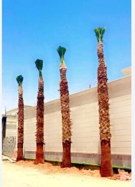 زراعه جميع النخيل المثمروالزينه