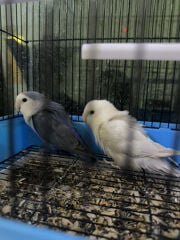 two lovebirds for sale
