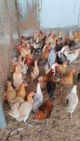 دجاج بلدي عربي ممتاز