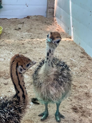 نعام افريقي (( بيور )) 