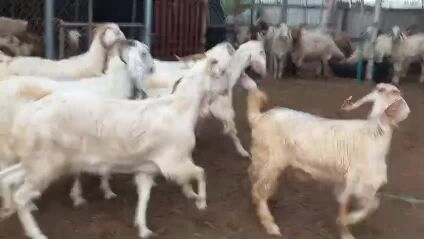 للبيع معزه طيبه