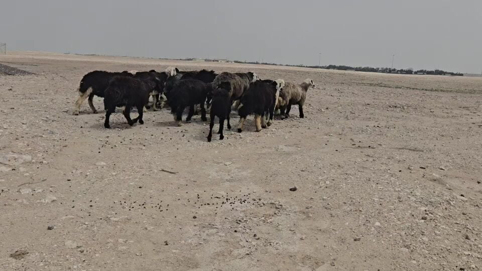 للبيع شويهات نجديه معها ٣فحول
