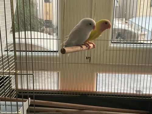 snow and lemon 