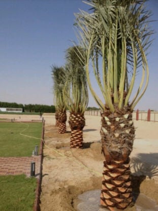 نخيل مثمر وزينه 