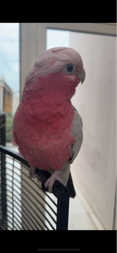 lost bird from one week 