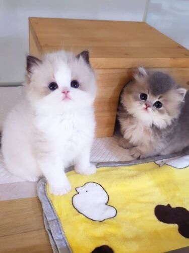 Purebreed Ragdoll Kitten