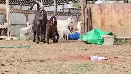 لبيع عنزه عوارض وليد تحتها2