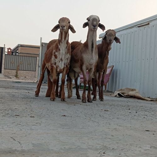 للبيع خرفان سودانيه  طيبه