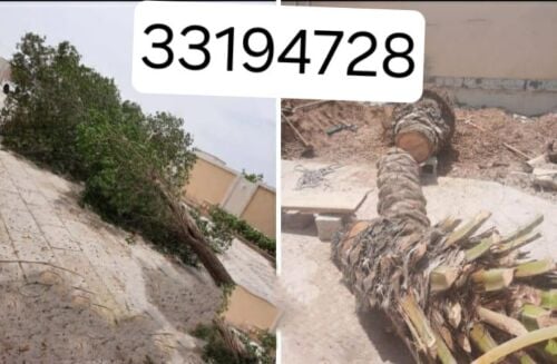 نقوم بتقطيع الاشجار والنخيل