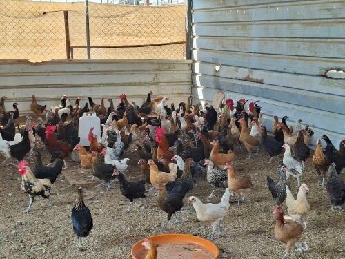 chicken lear egg