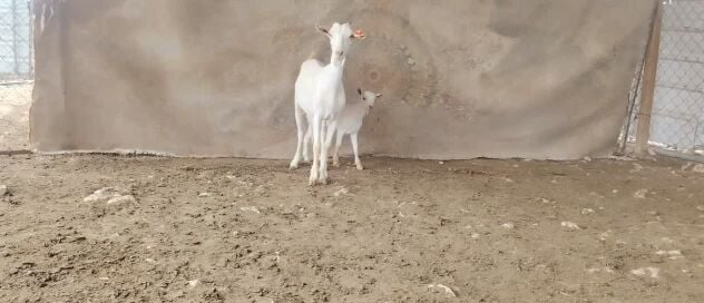 للبيع عنز عمانيه وليد