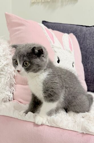 Scottish Fold female kitten