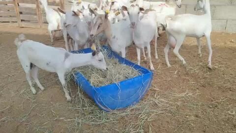 معزاعمانيات طيبه