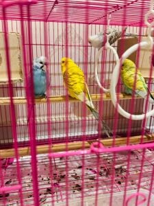 2 Pair For Sale With Cage