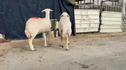 حريات دفيع 