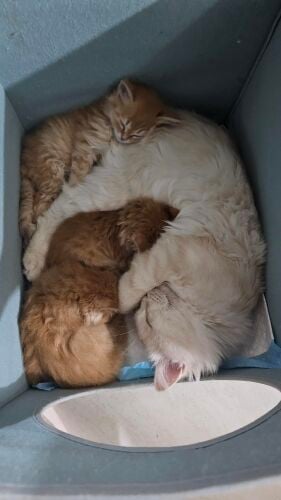 3 Cute, Healthy, Energetic Kitten