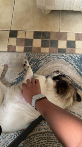 dog for mating 