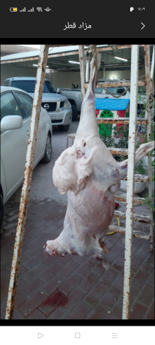 قصاب