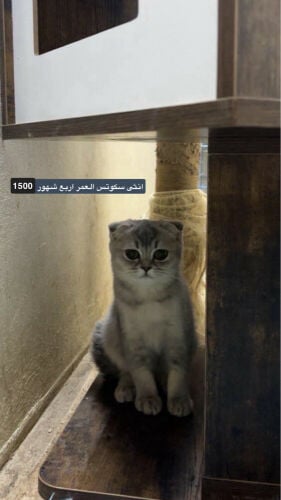 للبيع قطط سكوتش وشرازيات