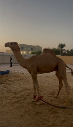 مفرود 