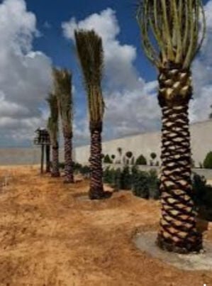 توريد وزراعه النخيل المثمر 