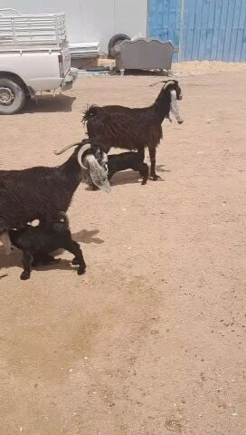 عوارض وليد