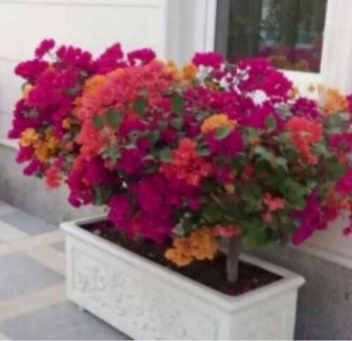 تنسيق الحدائق وأحواض الزرع 