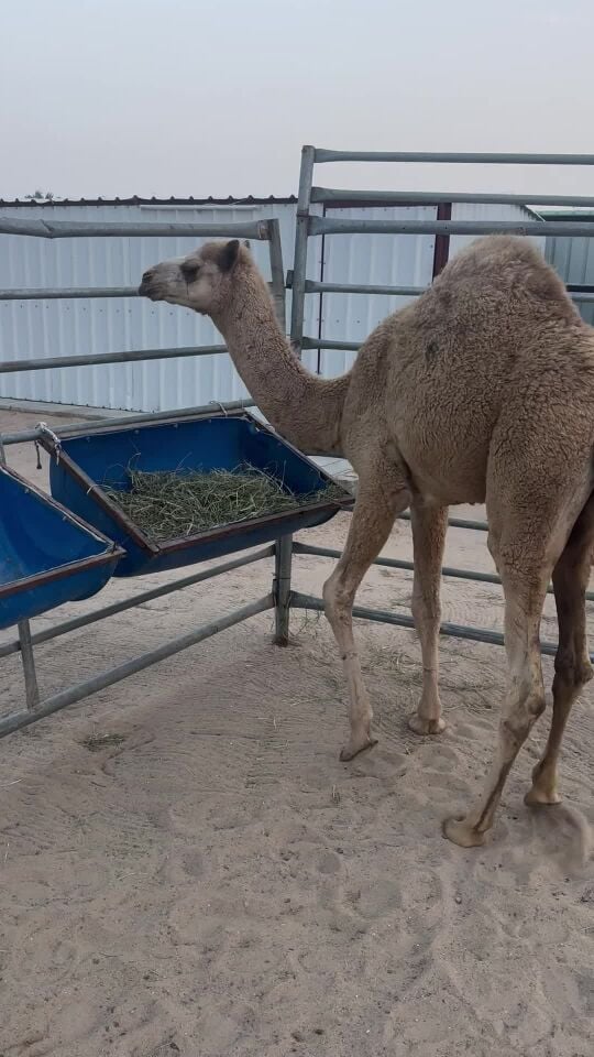 قعود فاااخر