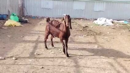 للبيع عنز قبرصيه