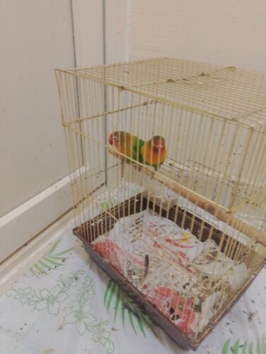 love birds
