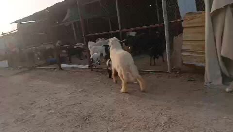 فحول طيبه