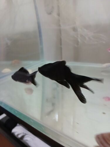 black goldfish