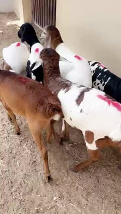 طليان بربر