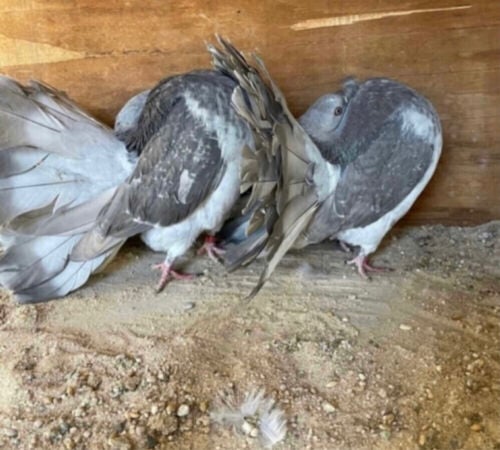 جوز شمسي فانتيل لافندر مع فرخ