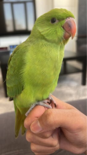 Al-Durra's parrot ran away