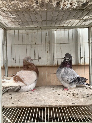 breeding pair 