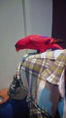 red lorikeet